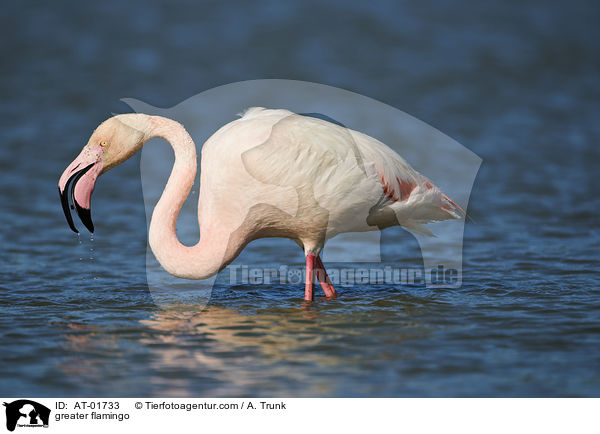 Rosaflamingo / greater flamingo / AT-01733