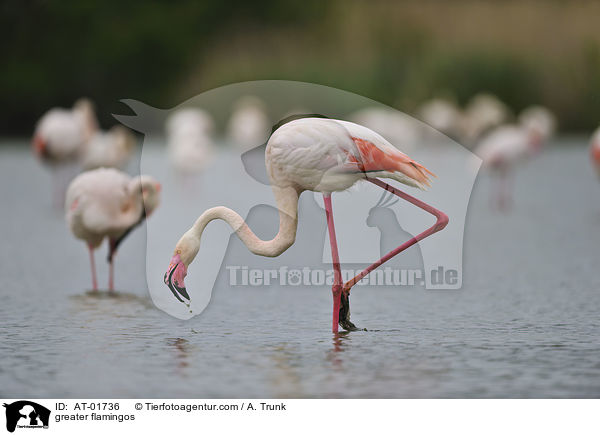 greater flamingos / AT-01736