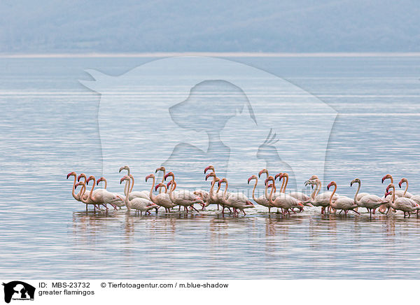 Rosaflamingos / greater flamingos / MBS-23732