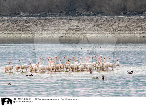 greater flamingos / MBS-23748