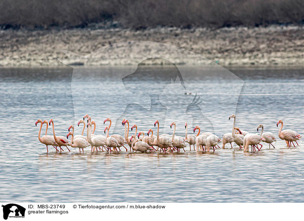 greater flamingos / MBS-23749
