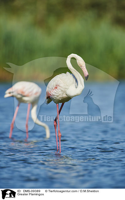 Rosaflamingos / Greater Flamingos / DMS-09389