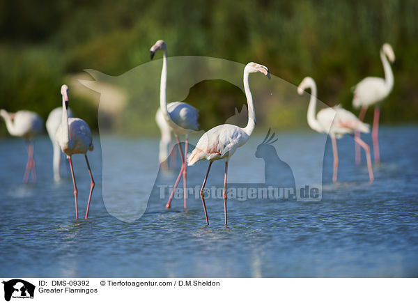 Rosaflamingos / Greater Flamingos / DMS-09392