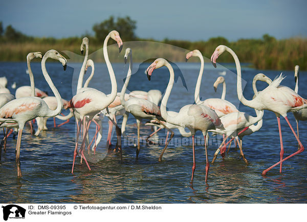 Greater Flamingos / DMS-09395