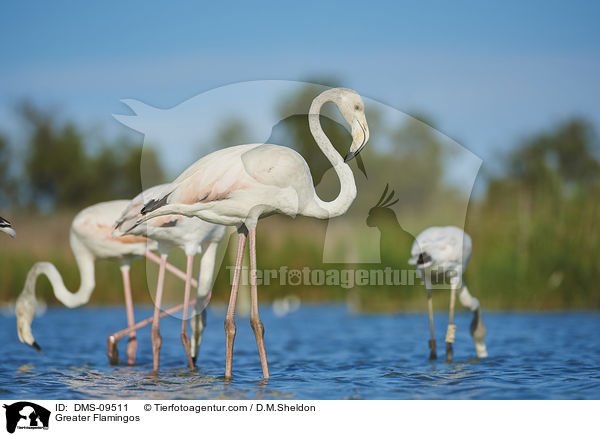Rosaflamingos / Greater Flamingos / DMS-09511