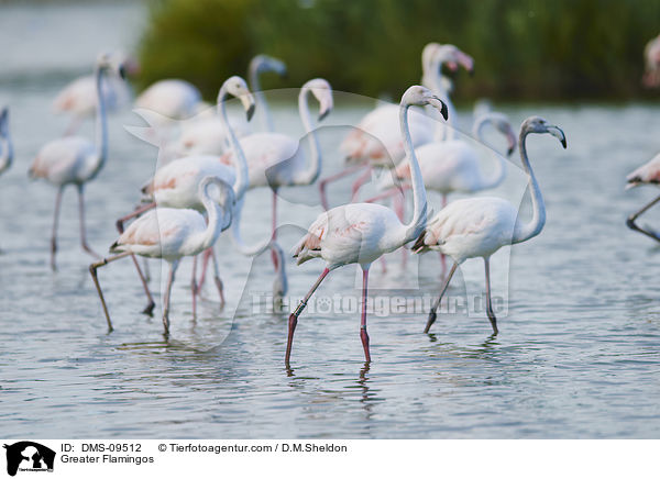 Rosaflamingos / Greater Flamingos / DMS-09512