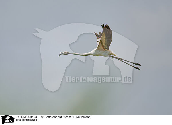 greater flamingo / DMS-09698