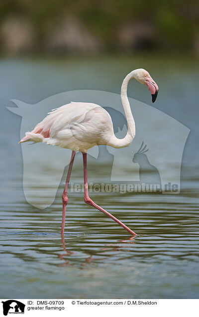 Rosaflamingo / greater flamingo / DMS-09709