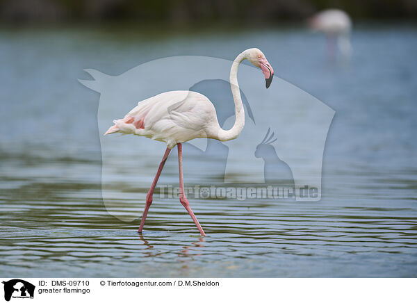greater flamingo / DMS-09710