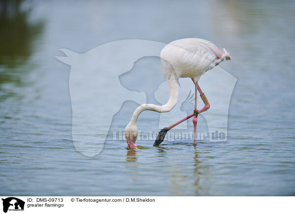 greater flamingo / DMS-09713