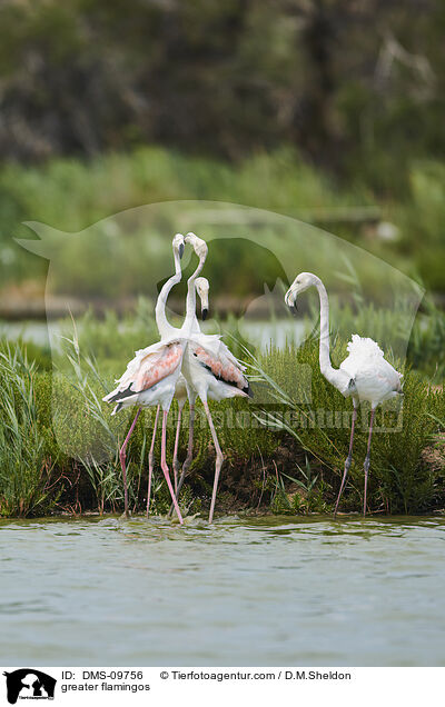 greater flamingos / DMS-09756