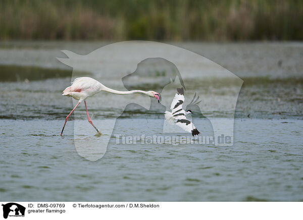 Rosaflamingo / greater flamingo / DMS-09769