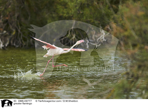 greater flamingo / DMS-09777