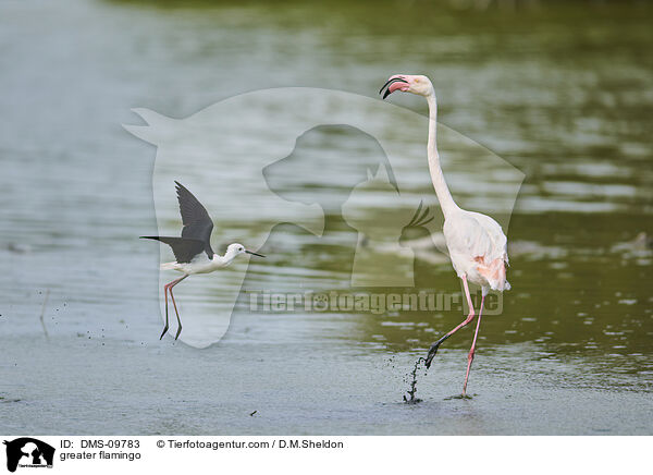 Rosaflamingo / greater flamingo / DMS-09783
