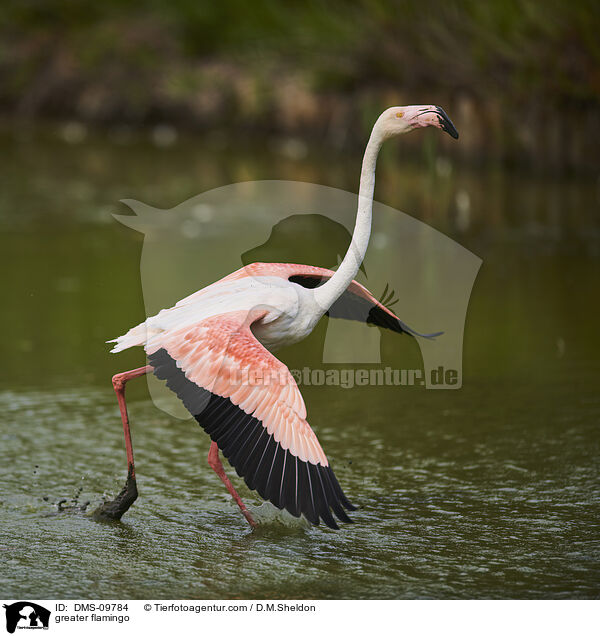 greater flamingo / DMS-09784