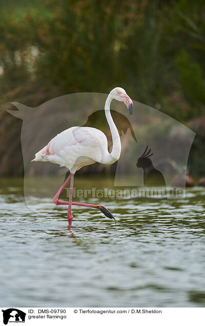 greater flamingo / DMS-09790
