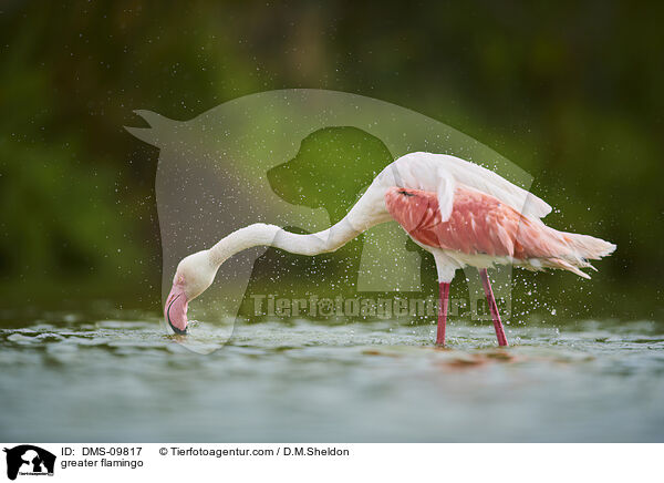 greater flamingo / DMS-09817