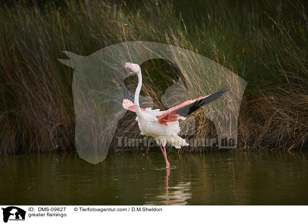 Rosaflamingo / greater flamingo / DMS-09827