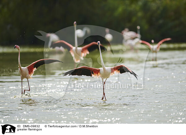 greater flamingos / DMS-09832