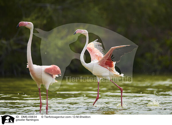greater flamingos / DMS-09834