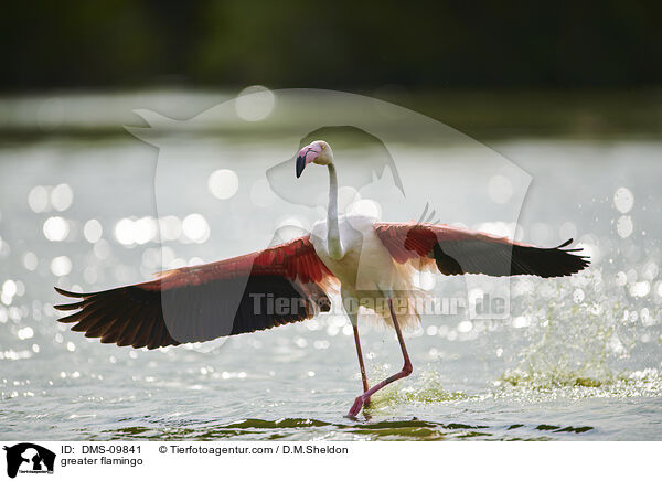greater flamingo / DMS-09841