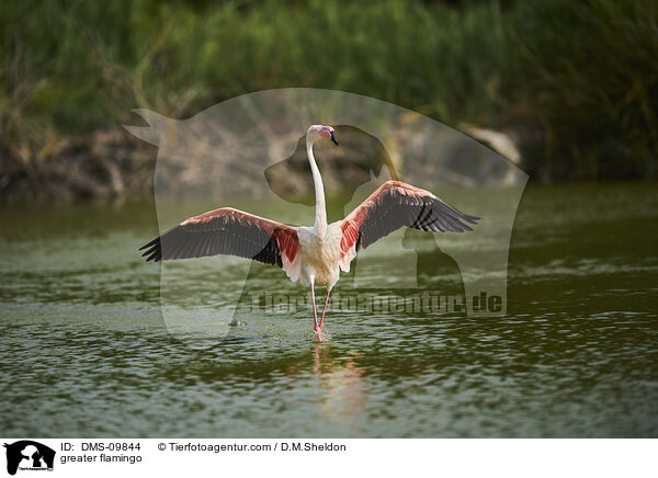 greater flamingo / DMS-09844