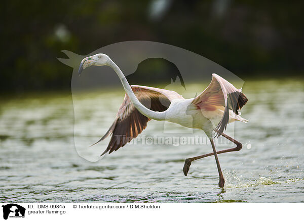 greater flamingo / DMS-09845