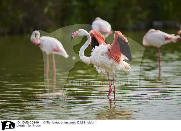 greater flamingos / DMS-09846
