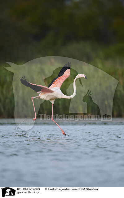 greater flamingo / DMS-09863