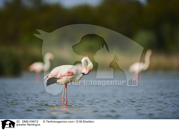 greater flamingos / DMS-09872