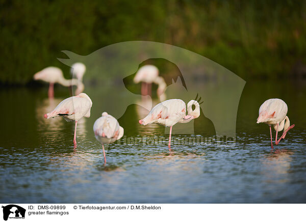 greater flamingos / DMS-09899
