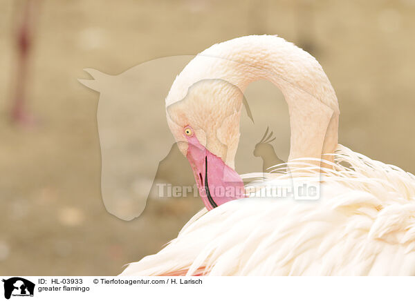 Rosaflamingo / greater flamingo / HL-03933