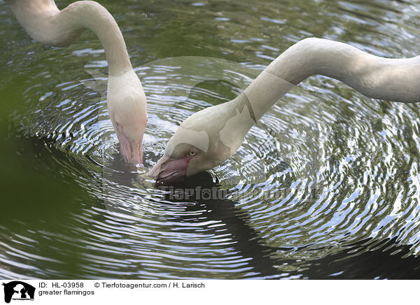 Rosaflamingos / greater flamingos / HL-03958