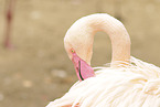 greater flamingo