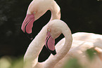 greater flamingos