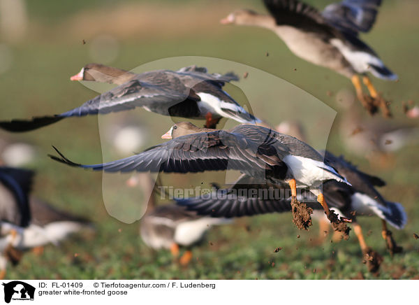 Blssgans / greater white-fronted goose / FL-01409