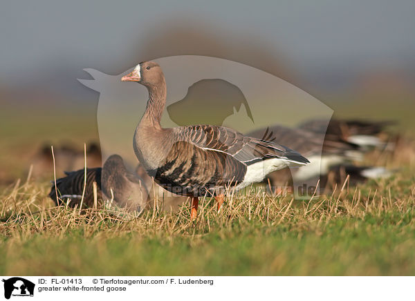 Blssgans / greater white-fronted goose / FL-01413