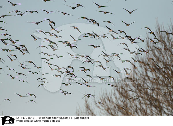 flying greater white-fronted geese / FL-01648