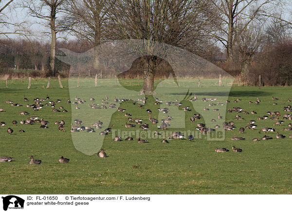 greater white-fronted geese / FL-01650
