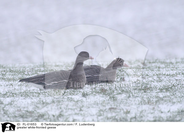 Blssgnse / greater white-fronted geese / FL-01653