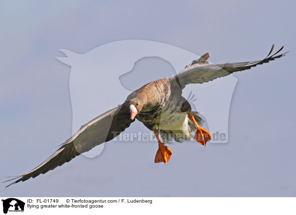 flying greater white-fronted goose / FL-01749