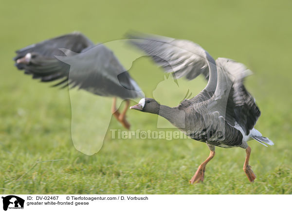 Blssgnse / greater white-fronted geese / DV-02467