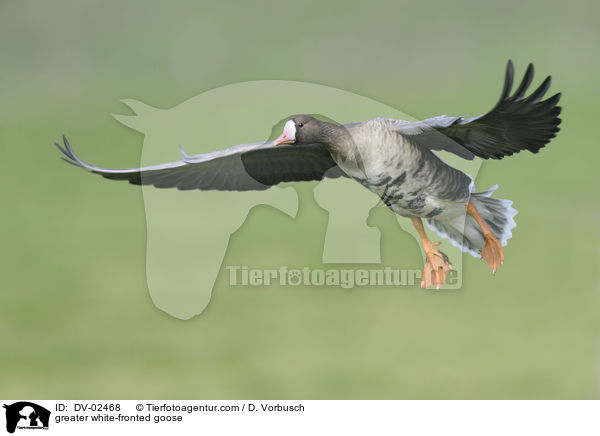 greater white-fronted goose / DV-02468