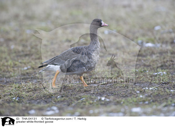 Blssgans / greater white-fronted goose / THA-04131