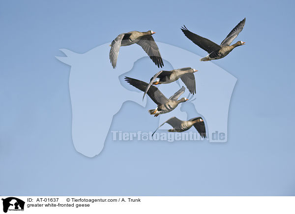 greater white-fronted geese / AT-01637