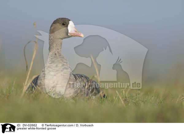 greater white-fronted goose / DV-02662