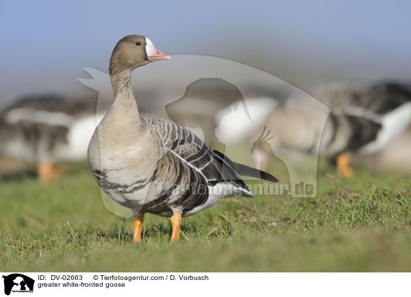 greater white-fronted goose / DV-02663