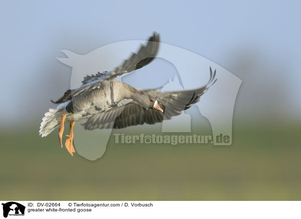 greater white-fronted goose / DV-02664