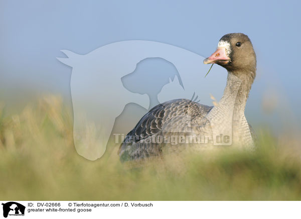 greater white-fronted goose / DV-02666