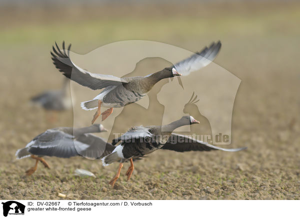 Blssgnse / greater white-fronted geese / DV-02667
